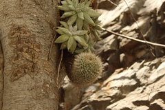 Echeveria tolimanensis