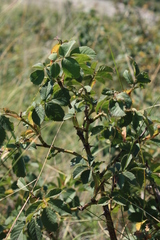 Rosa pygmaea