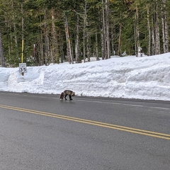 Vulpes vulpes cascadensis