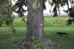 Sciurus carolinensis