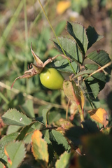 Rosa pygmaea