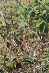 Rosa pygmaea