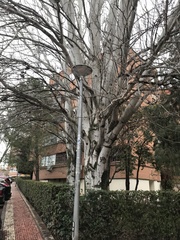 Populus alba