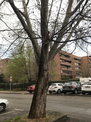Platanus × hispanica