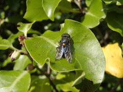 Helophilus hochstetteri