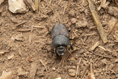 Onthophagus opacicollis