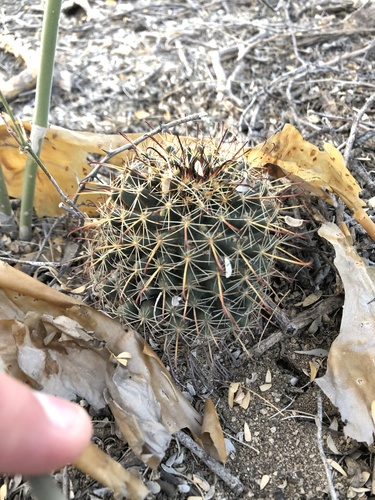 Counterclockwise nipple cactus (Cochemiea mainiae)