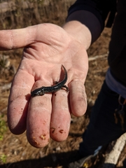 Plethodon glutinosus