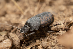 Onthophagus opacicollis