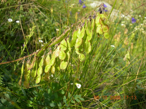 Hedysarum caucasicum