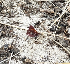 Aloeides thyra thyra