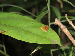 Iambrix salsala salsala