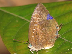 Arhopala centaurus nakula