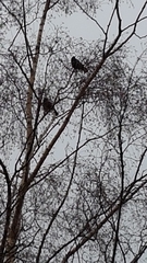 Corvus monedula monedula