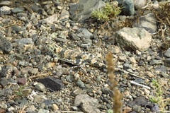 Phrynocephalus versicolor