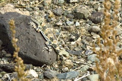 Phrynocephalus versicolor