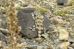 Phrynocephalus versicolor