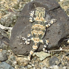 Phrynocephalus versicolor