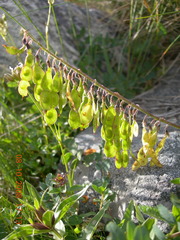 Hedysarum caucasicum