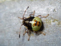 Elasmostethus nubilus