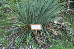 Yucca gloriosa tristis