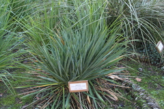 Yucca gloriosa tristis