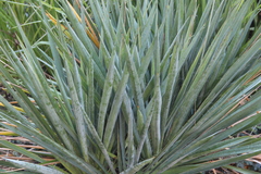 Yucca gloriosa tristis