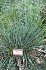 Yucca gloriosa tristis