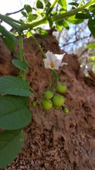 Solanum kurtzianum