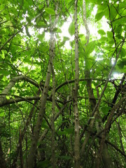 Zanthoxylum arborescens