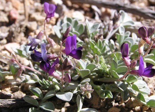 cushenbury milkvetch (Astragalus albens)