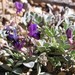 Astragalus albens - Photo Chelsea Vollmer, sin restricciones conocidas de derechos (dominio público)