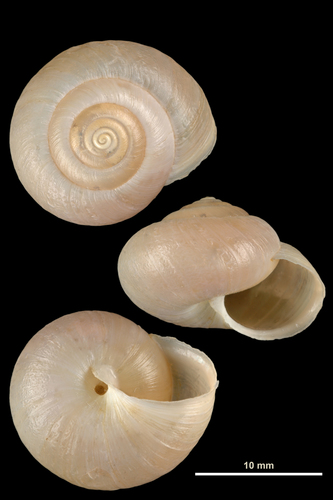 Moine ariégeois