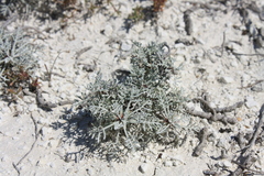 Artemisia hololeuca