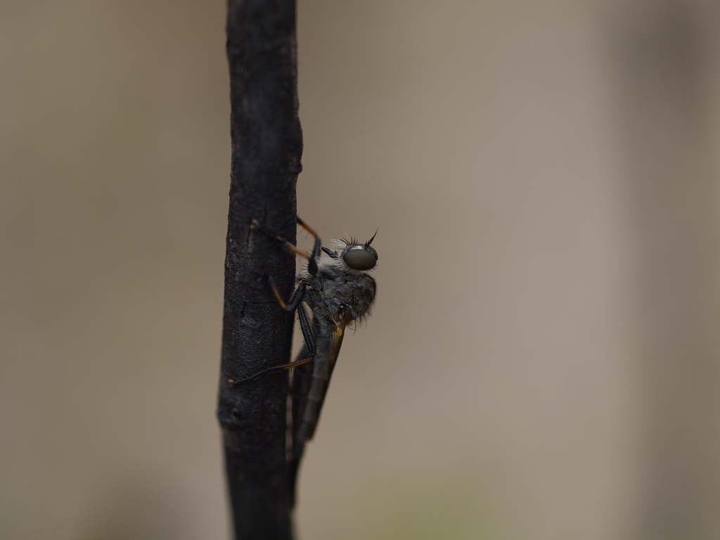 Cerdistus cygnis