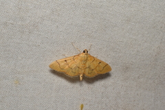 Patania chlorophanta