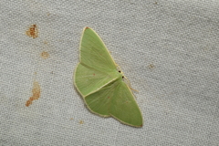 Comostola rubripunctata