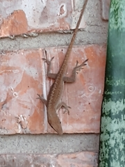 Anolis carolinensis