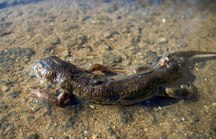 Triturus ivanbureschi