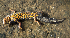 Triturus ivanbureschi