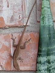 Anolis carolinensis