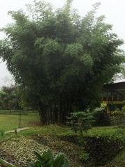 Bambuseae
