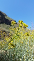 Gymnophyton polycephalum