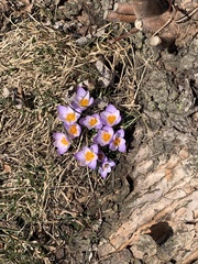 Crocus atticus