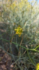 Gymnophyton polycephalum