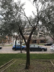 Olea europaea