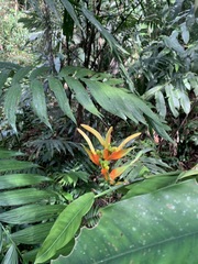 Image of Heliconia aurantiaca