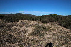 Aspalathus acanthophylla