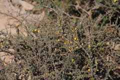 Aspalathus acanthophylla