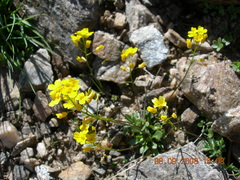 Draba hispida